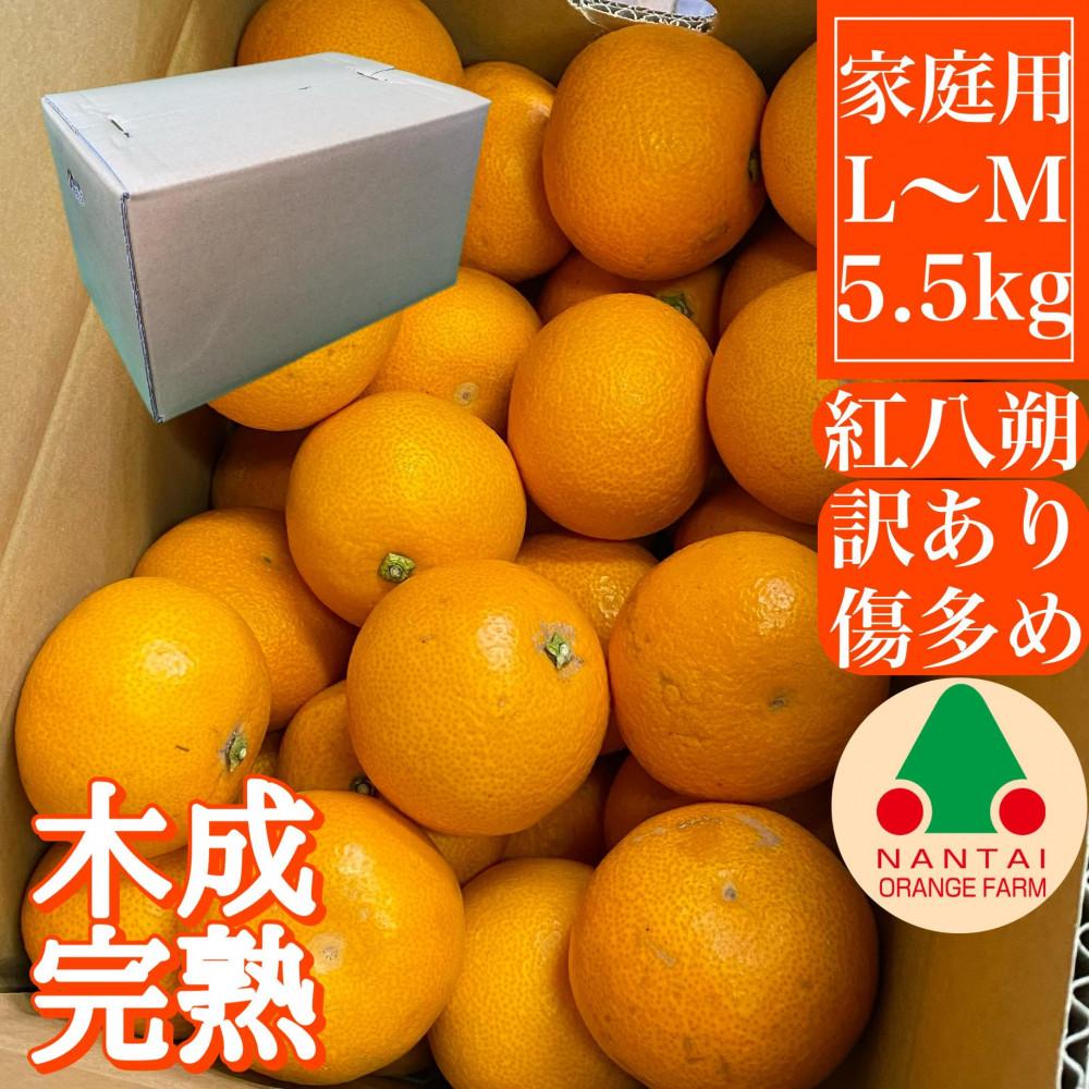 家庭用 5.5kg 訳あり 傷多め 木成完熟 紅はっさく L または M サイズ 茶箱 南泰園【2025年4月上旬～発送】