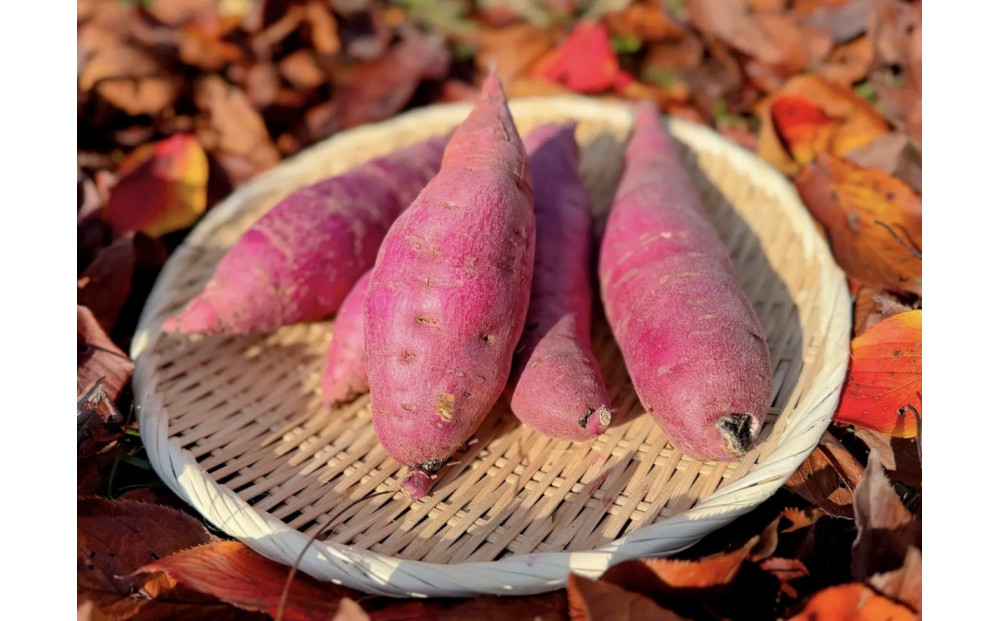 安納芋　5kg　富山県