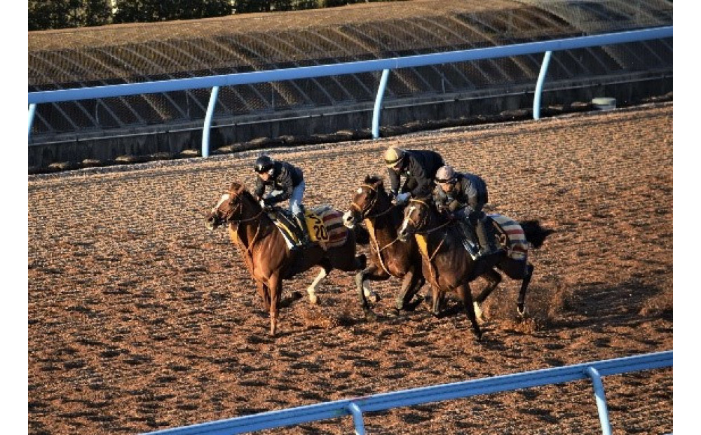 令和８年２月１８日（水）美浦村体感&nbsp;トレセン調教見学付き村内ツアーと特産品（お米5kg）