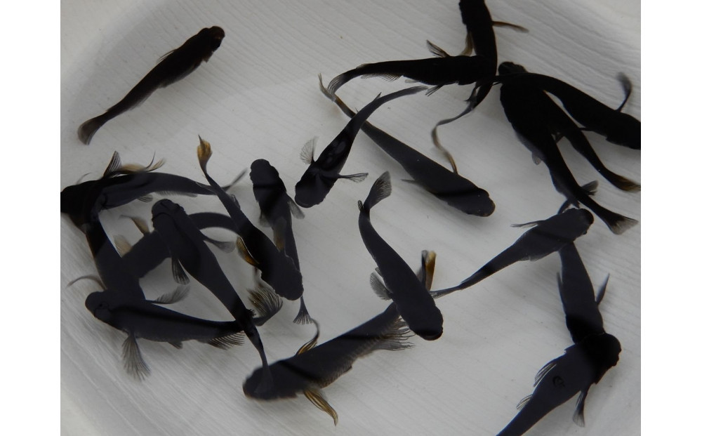 讃岐のめだかの特選めだか&nbsp;ブラックミックスめだか5ペア