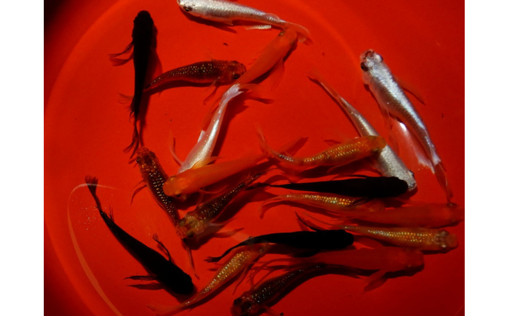 讃岐のめだかの特選めだか&nbsp;ミックスヒレ長めだか5ペア