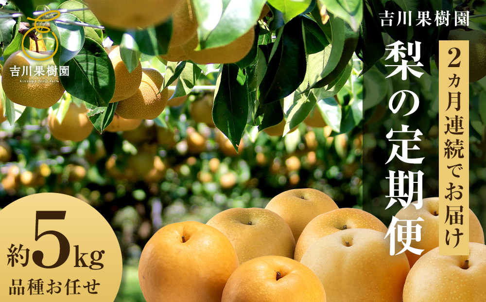 【2026年発送分&nbsp;先行予約】【梨の定期便／全2回発送】和梨2カ月連続お届け&nbsp;5kg（品種おまかせ）