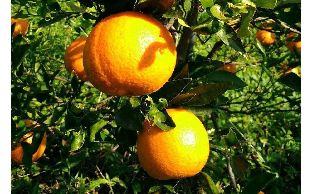 ※受付終了※奄美大島産&nbsp;たんかん&nbsp;家庭用&nbsp;3kg（約18～25個）＜完全農薬不使用栽培＞