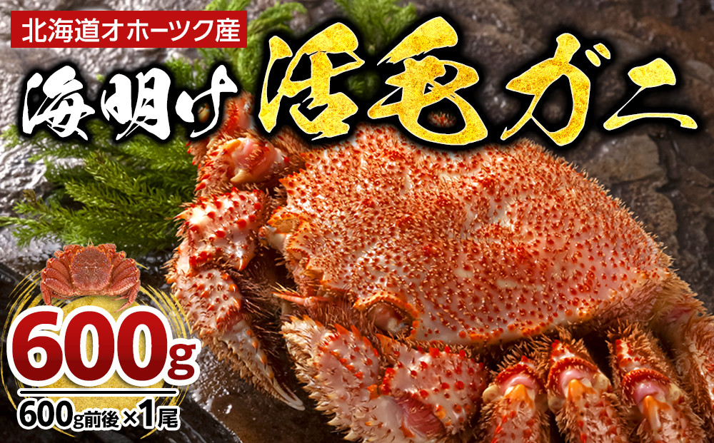 【先行予約】北海道オホーツク産海明け活毛ガニ　ボイル未冷凍配送(チルド&nbsp;冷蔵配送)　600g前後　1尾（2026年3月下旬から発送予定）_05668
