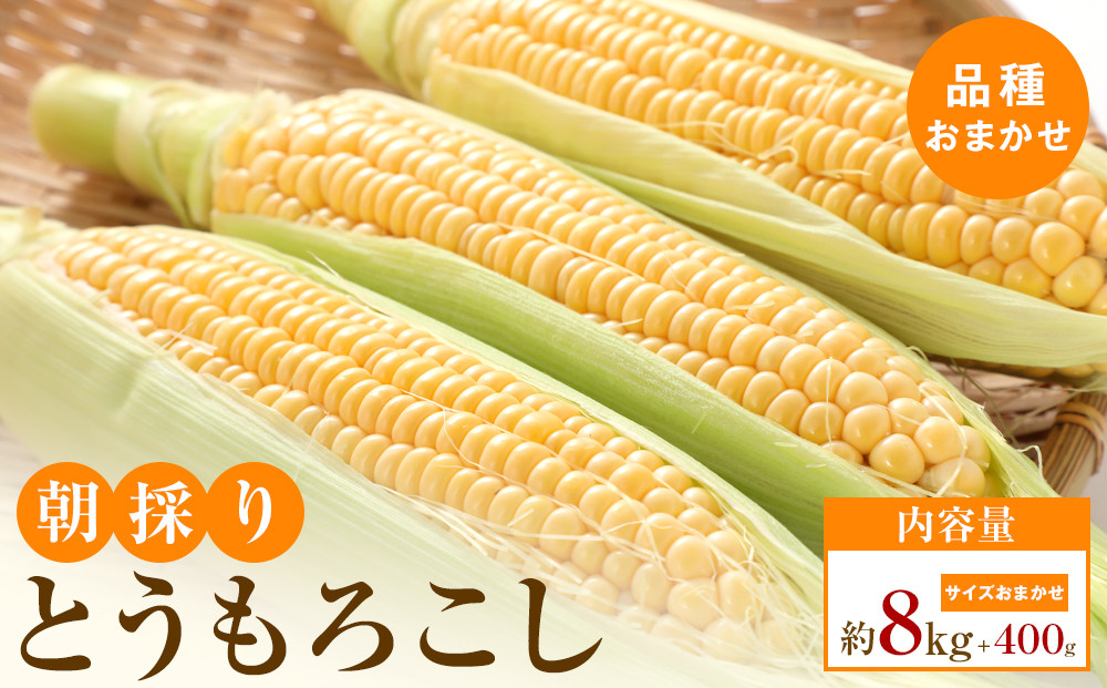 【5月31日までの期間限定価格!】朝採り&nbsp;とうもろこし(品種おまかせ)約8kg+400g
