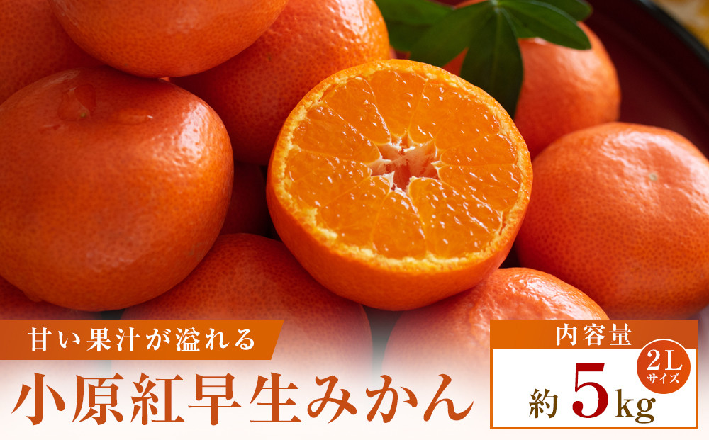 【先行受付2026年】【大収穫祭・特別企画】小原紅早生みかん「ちょっと大きな2Lサイズ」約5kg