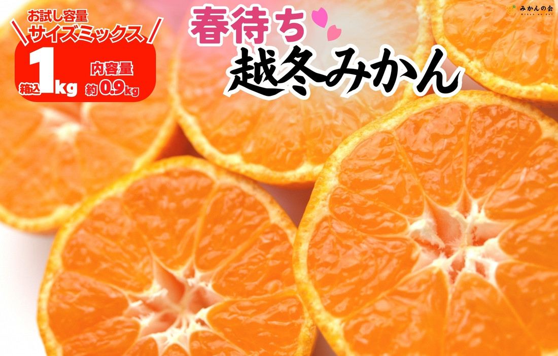 みかん&nbsp;春待ち&nbsp;越冬みかん&nbsp;箱込1kg(内容量0.9kg)&nbsp;等級／サイズミックス&nbsp;和歌山県産&nbsp;産地直送