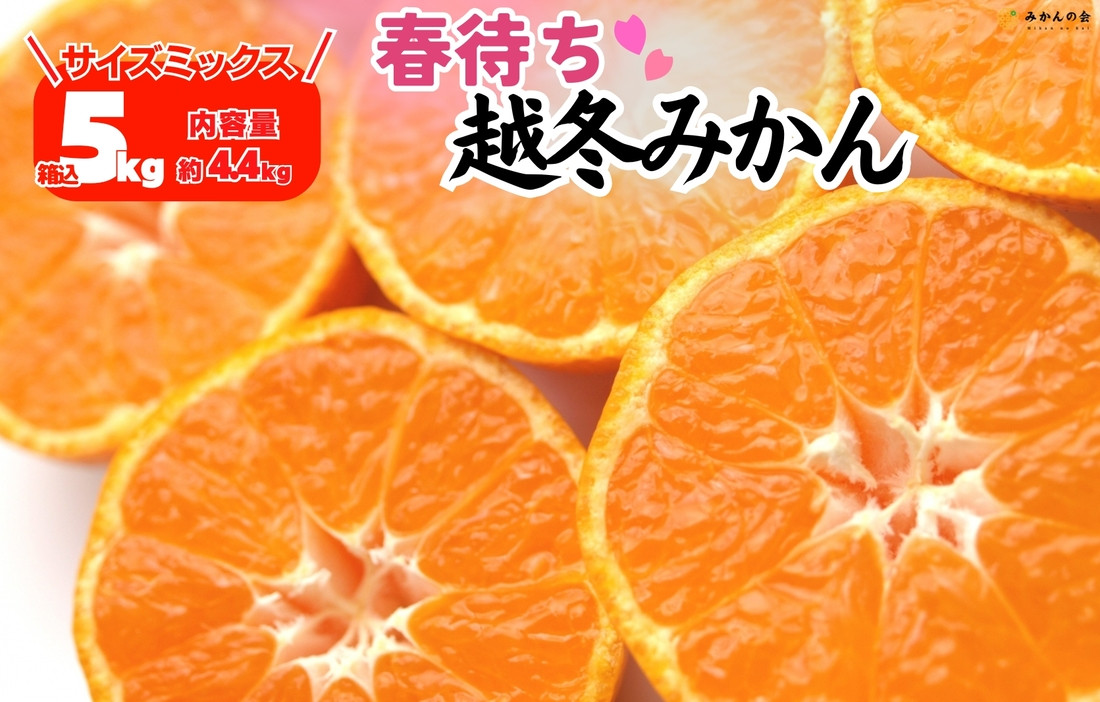 みかん&nbsp;春待ち&nbsp;越冬みかん&nbsp;箱込5kg(内容量4.4kg)&nbsp;等級／サイズミックス&nbsp;和歌山県産&nbsp;産地直送