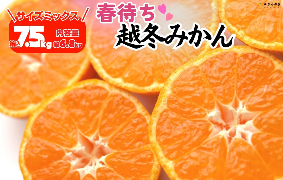 みかん&nbsp;春待ち&nbsp;越冬みかん&nbsp;箱込7.5kg(内容量6.8kg)&nbsp;等級／サイズミックス&nbsp;和歌山県産&nbsp;産地直送
