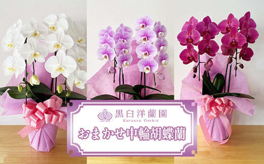 おまかせ中輪胡蝶蘭　2本立ち　