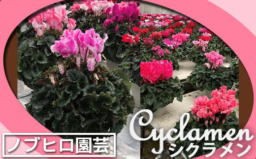 【ノブヒロ園芸】シクラメン　6号鉢　＜赤系＞