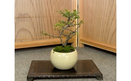 長寿梅盆栽（小型サイズ）樹齢5年程度　【11100-0043】