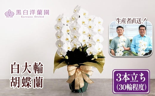 白大輪胡蝶蘭　3本立ち30輪程度（つぼみ含む）　