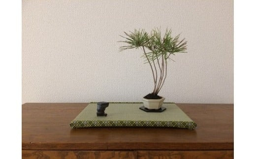 盆彩畳～BONSAITATAMI～　