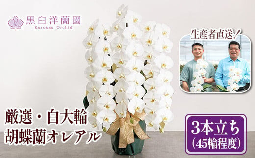 厳選・白大輪胡蝶蘭オレアル　3本立ち45輪程度（つぼみ含む）　