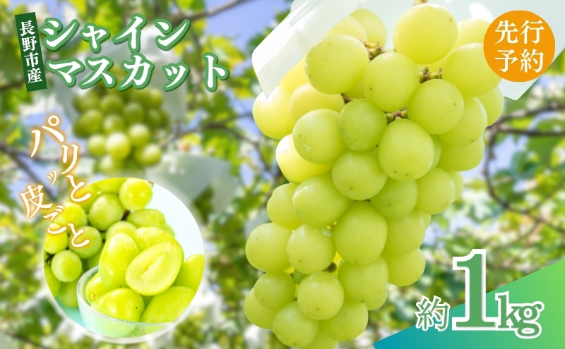 長野県&nbsp;長野市産&nbsp;シャインマスカット1kg(1～3房)【2026年9月下旬頃～発送予定】（矢島農園）