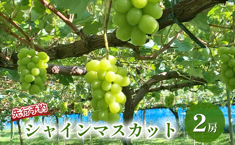 長野市産&nbsp;シャインマスカット（贈答用）&nbsp;2房【2026年9月下旬頃発送予定】