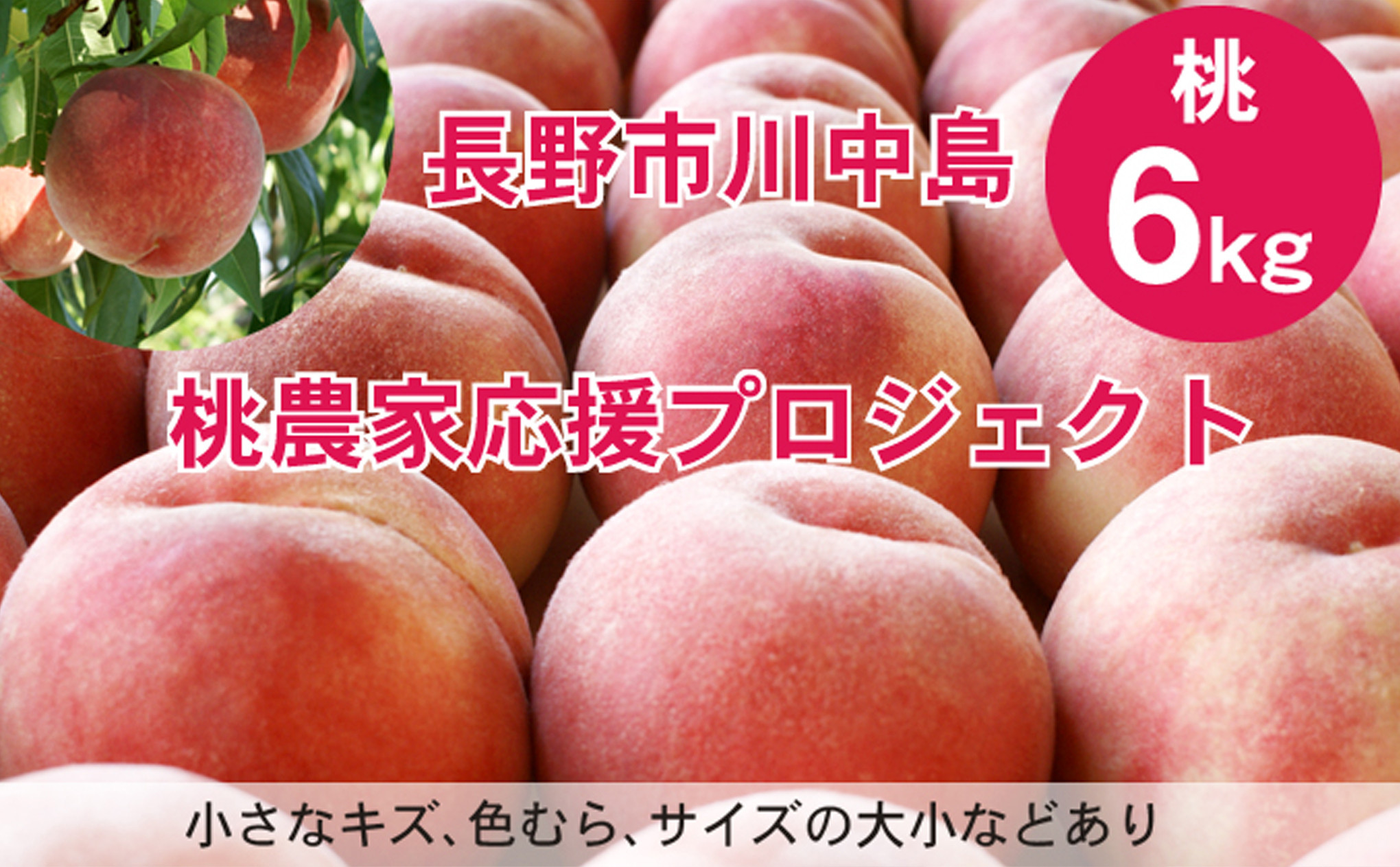 【先行予約】桃6kg(長野市川中島の桃農家を応援プロジェクト)【2025年7月下旬以降出荷分】