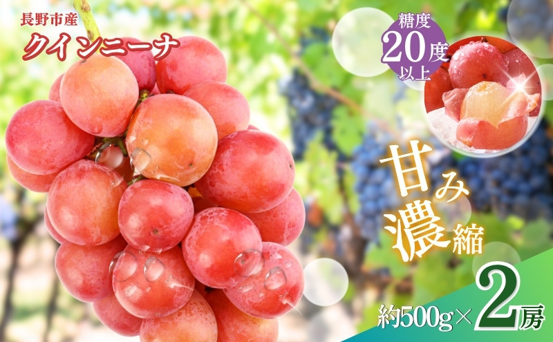 長野市産&nbsp;クイーンニーナ（贈答用）&nbsp;2房【2026年9月下旬頃発送予定】