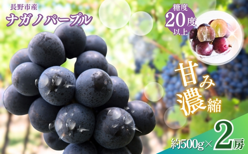 長野市産&nbsp;ナガノパープル（贈答用）2房【2026年9月上旬頃発送予定】