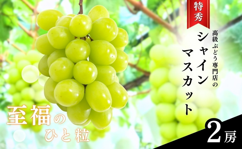 長野市産シャインマスカット【特秀】2房【2026年9月中旬以降出荷分】（タマファーム）