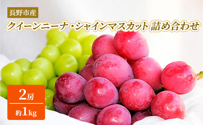 シャインマスカット・クイーンニーナ詰合せ1kg【2026年9月下旬以降の出荷分】（本気農場いけだ）