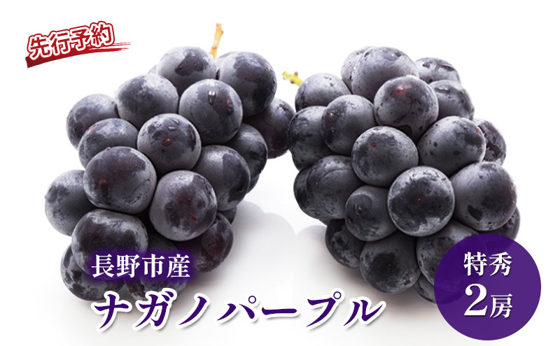 長野市産&nbsp;ナガノパープル&nbsp;特秀&nbsp;2房【2026年9月以降出荷分】（タマファーム）