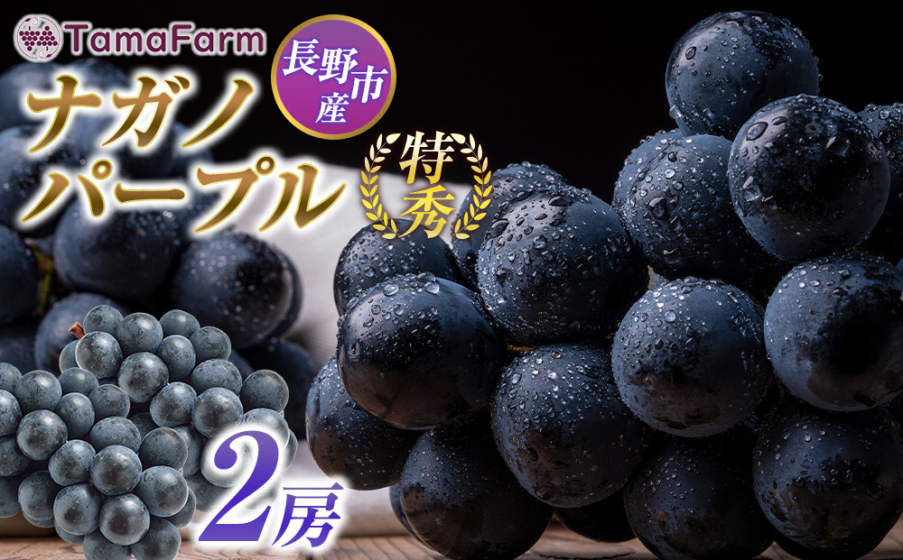 タマファーム　長野市産&nbsp;ナガノパープル&nbsp;特秀&nbsp;2房【2026年9月以降出荷分】（タマファーム）&nbsp;|&nbsp;&nbsp;ナガノパープル&nbsp;ぶどう&nbsp;葡萄&nbsp;フルーツ&nbsp;果物&nbsp;&nbsp;人気&nbsp;おすすめ&nbsp;タマファーム&nbsp;&nbsp;送料無料&nbsp;&nbsp;長野県&nbsp;長野市&nbsp;信州&nbsp;信濃&nbsp;ふるさと納税