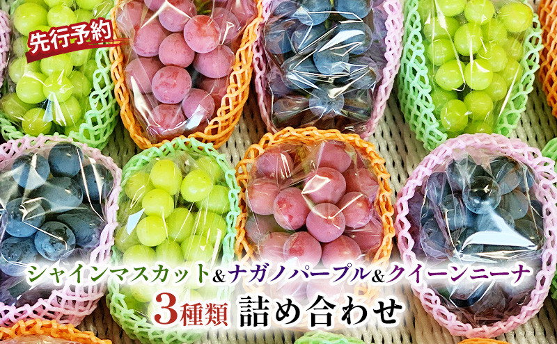 長野市産&nbsp;ぶどう3種類の詰合せ(ナガノパープル・シャインマスカット・クイーンニーナ)&nbsp;贈答用【2026年9月下旬頃発送予定】