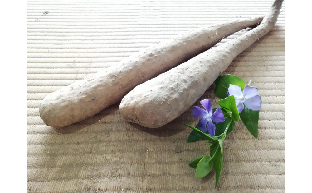 長野市ながいも&nbsp;5kg&nbsp;(2026年11月下旬頃出荷分）高野農園