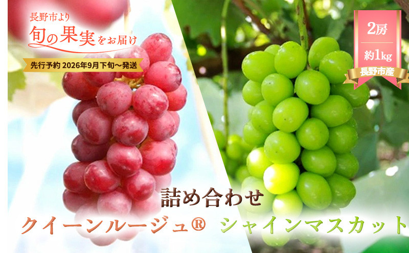 シャインマスカット・クイーンルージュ詰合せ1kg【2026年9月下旬以降の出荷分】（本気農場いけだ）