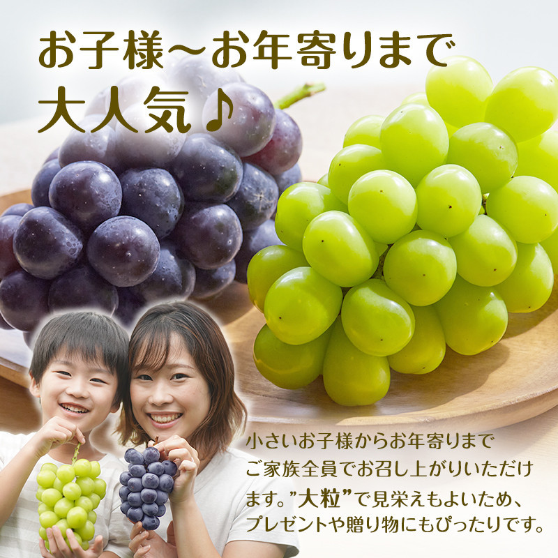 食べ比べ「ナガノパープル&シャインマスカット」約1kg&nbsp;入【2026年9月以降発送予定】(さらしな青果)&nbsp;|&nbsp;&nbsp;ぶどう&nbsp;食べ比べ&nbsp;ナガノパープル&nbsp;シャインマスカット&nbsp;人気&nbsp;おすすめ&nbsp;葡萄&nbsp;ブドウ&nbsp;フルーツ&nbsp;果物&nbsp;セット&nbsp;詰合せ&nbsp;旬&nbsp;産地直送&nbsp;ギフト&nbsp;プレゼント&nbsp;長野県&nbsp;長野市&nbsp;信州&nbsp;信濃&nbsp;ふるさと納税