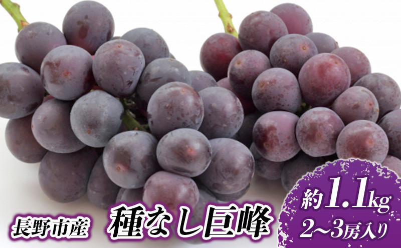 長野市産&nbsp;種なし巨峰&nbsp;約1.1kg【2026年9月中旬以降出荷分】&nbsp;|&nbsp;&nbsp;ぶどう&nbsp;巨峰&nbsp;種なし&nbsp;定番&nbsp;人気&nbsp;おすすめ&nbsp;葡萄&nbsp;ブドウ&nbsp;フルーツ&nbsp;果物&nbsp;&nbsp;濃厚&nbsp;ブルーム&nbsp;新鮮&nbsp;長野県&nbsp;長野市&nbsp;信州&nbsp;信濃&nbsp;ふるさと納税