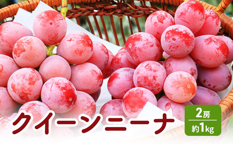 長野市産&nbsp;クイーンニーナ&nbsp;【秀品】2房