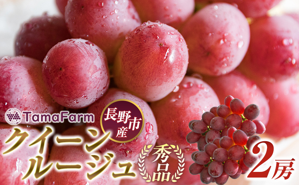 タマファーム　長野市産&nbsp;クイーンルージュ&nbsp;【秀品】2房&nbsp;|&nbsp;&nbsp;クイーンルージュ&nbsp;ぶどう&nbsp;葡萄&nbsp;フルーツ&nbsp;果物&nbsp;人気&nbsp;タマファーム&nbsp;おすすめ&nbsp;&nbsp;産地直送&nbsp;送料無料&nbsp;&nbsp;長野県&nbsp;長野市&nbsp;信州&nbsp;信濃&nbsp;ふるさと納税