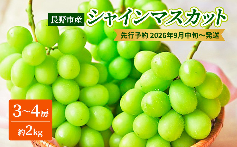 長野市産シャインマスカット3～4房（約2kg）【2026年9月中旬以降の出荷分】（本気農場いけだ）