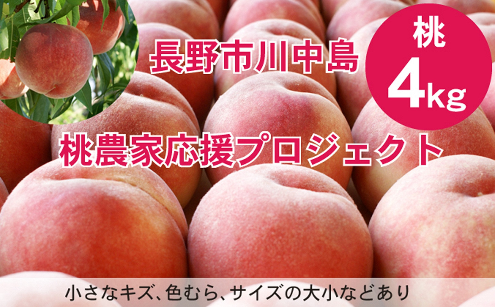 【先行予約】桃4kg(長野市川中島の桃農家を応援プロジェクト)【2026年7月下旬以降出荷分】