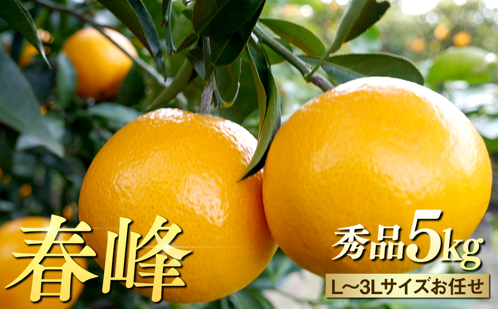 ※先行予約・2026年3月下旬発送開始予定※&nbsp;秀品&nbsp;春峰&nbsp;5kg&nbsp;L～3Lサイズお任せ