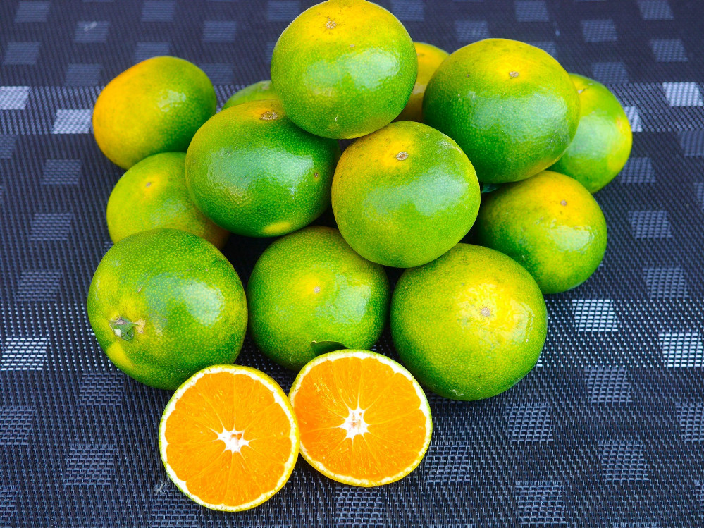 ※先行予約・2026年9月下旬発送開始予定※&nbsp;和歌山産&nbsp;極早生みかん&nbsp;5kg&nbsp;3S～Sサイズおまかせ&nbsp;［YN-26］橋詰農園