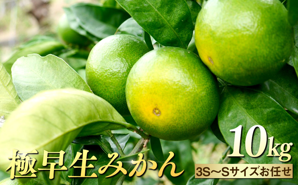 ※先行予約・2026年9月下旬発送開始予定※&nbsp;和歌山産&nbsp;極早生みかん&nbsp;10kg&nbsp;3S～Sサイズおまかせ&nbsp;［YN-26］&nbsp;橋詰農園