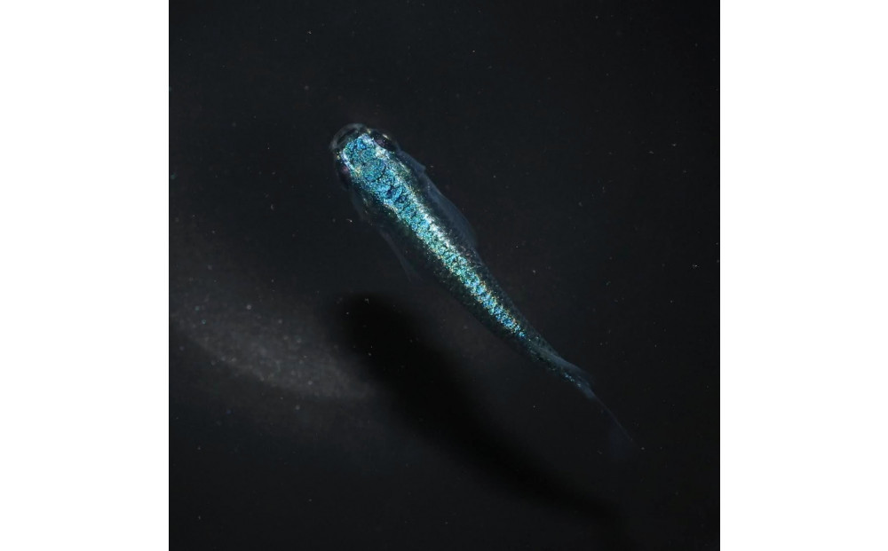 サブマリーナー（メダカ）1ペア&nbsp;メダカ屋えん&nbsp;横浜市