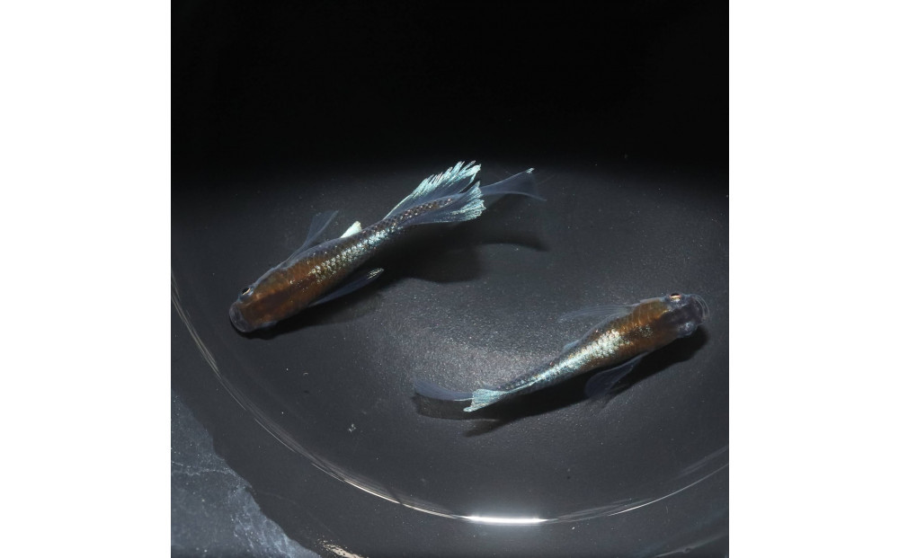 レッドクリフダークタイプリアルロングフィン（メダカ）1ペア&nbsp;メダカ屋えん&nbsp;横浜市