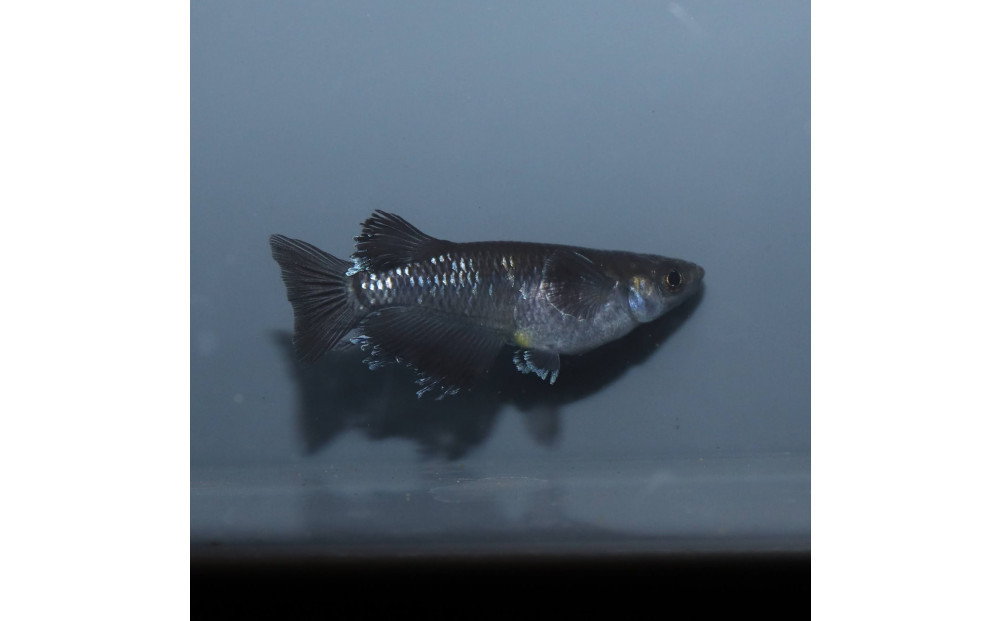 曜変天目（メダカ）1ペア&nbsp;メダカ屋えん&nbsp;横浜市