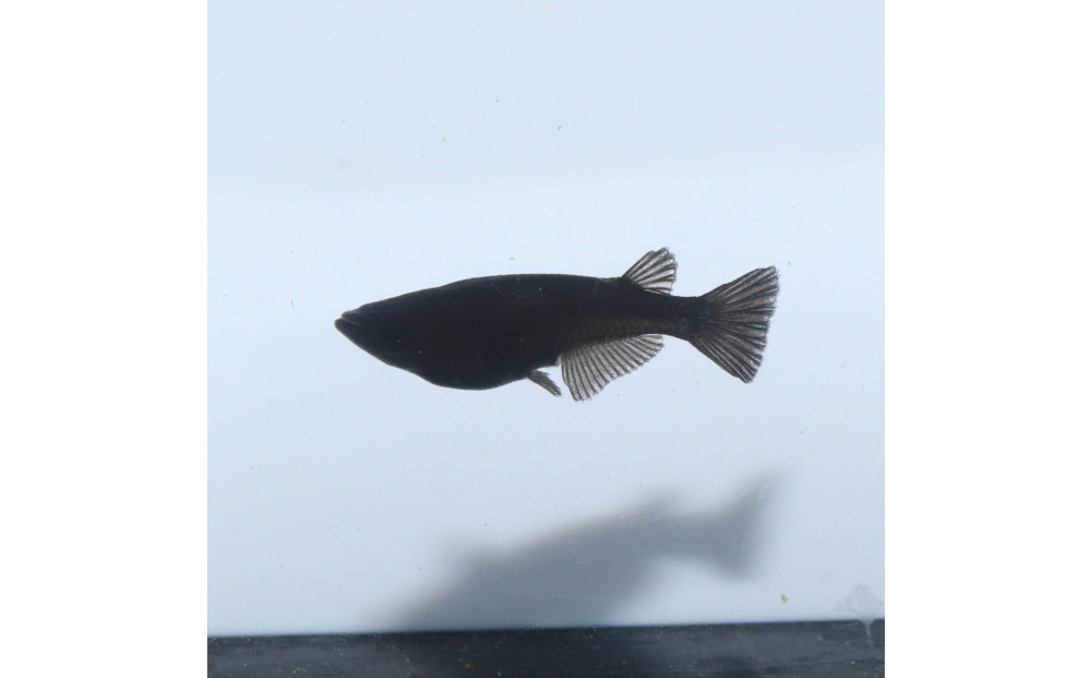 オロチ（メダカ）2ペア&nbsp;メダカ屋えん&nbsp;横浜市