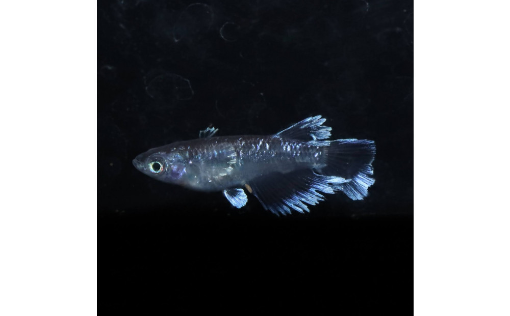 ミッドナイトフリル体外光（メダカ）1ペア&nbsp;メダカ屋えん&nbsp;横浜市