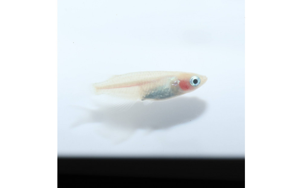 紅ほっぺ（メダカ）2ペア&nbsp;メダカ屋えん&nbsp;横浜市