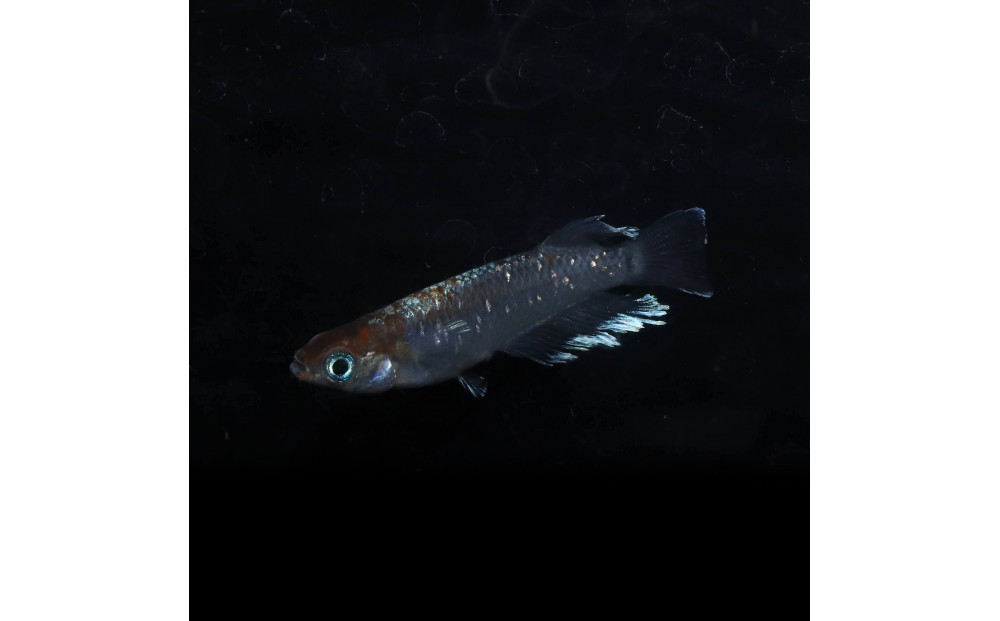 レッドクリフダークタイプ（メダカ）1ペア&nbsp;メダカ屋えん&nbsp;横浜市