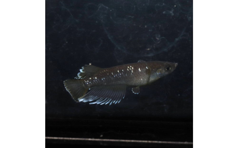 オランジェ（メダカ）1ペア&nbsp;メダカ屋えん&nbsp;横浜市