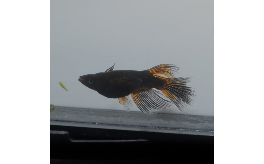 GODリアルロングフィン（メダカ）1ペア&nbsp;メダカ屋えん&nbsp;横浜市