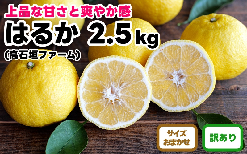 訳あり&nbsp;はるか&nbsp;2.5kg&nbsp;M～2Lサイズおまかせ&nbsp;高石垣ファーム
